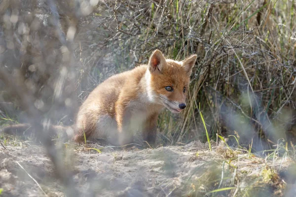 Red fox mládě, procházky v přírodě — Stock fotografie