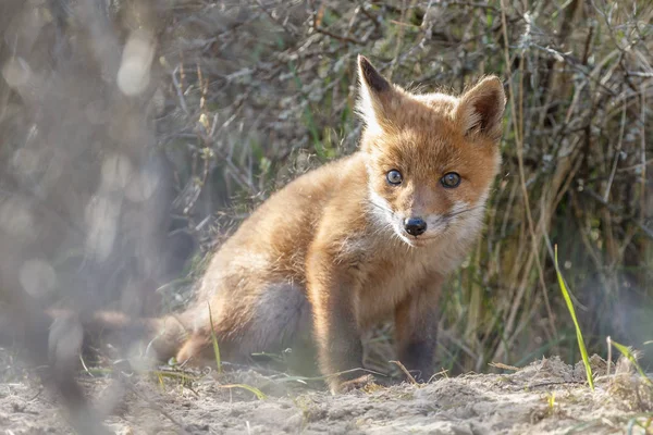 Red fox cub lopen op aard — Stockfoto