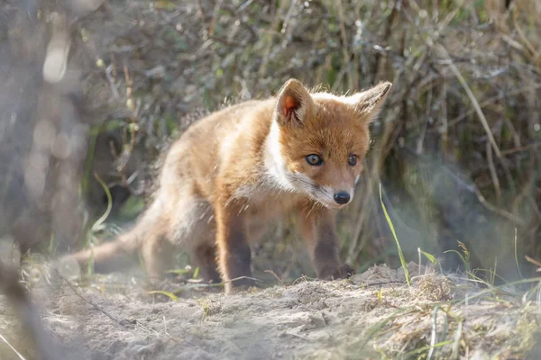 Red fox mládě, procházky v přírodě — Stock fotografie