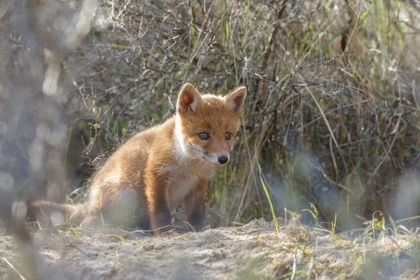 Κόκκινη αλεπού cub περπάτημα στη φύση — Φωτογραφία Αρχείου