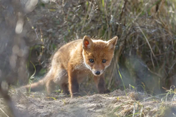 Red fox mládě, procházky v přírodě — Stock fotografie