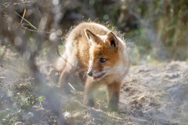 Red fox cub lopen op aard — Stockfoto