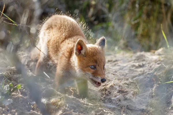 Petit renard roux marchant sur la nature — Photo