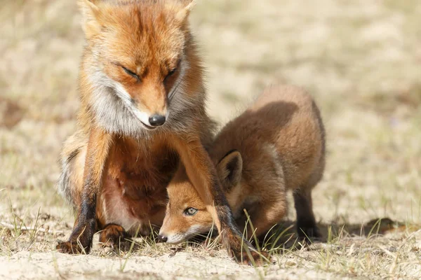 Rojo zorro cachorro cerca de su mamá —  Fotos de Stock