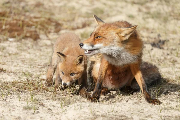 Red fox cub w pobliżu jego Mama — Zdjęcie stockowe