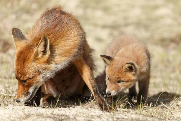 Red fox mládě poblíž máma — Stock fotografie