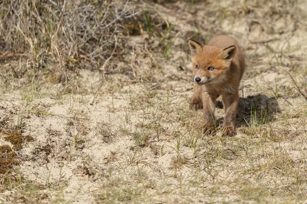 Rosso volpe cucciolo a piedi sulla natura — Foto Stock