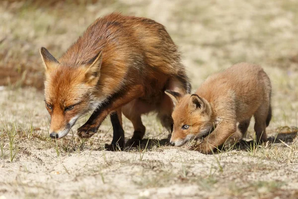 Red fox mládě poblíž máma — Stock fotografie