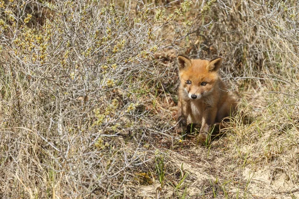 Rotfuchsjunges spaziert in der Natur — Stockfoto