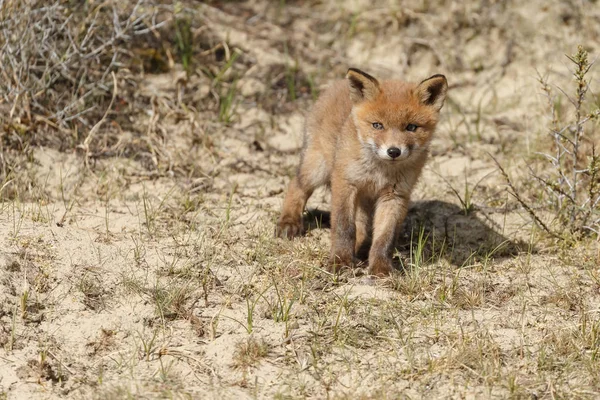 赤狐カブの自然を歩く — ストック写真