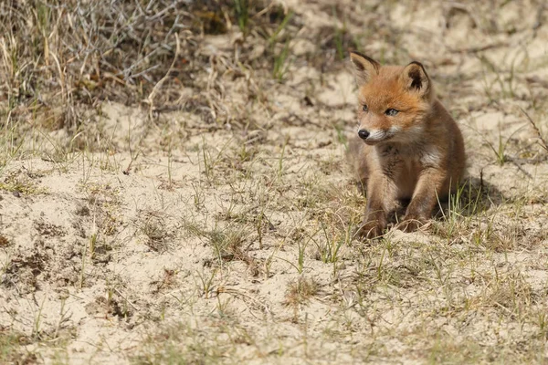 Red fox cub berjalan di alam — Stok Foto