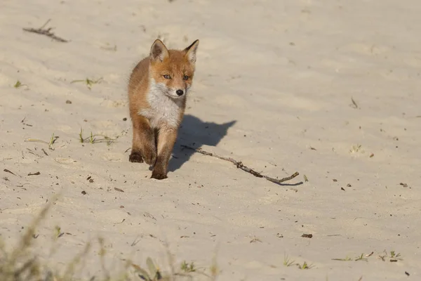 Rosso volpe cucciolo a piedi sulla natura — Foto Stock
