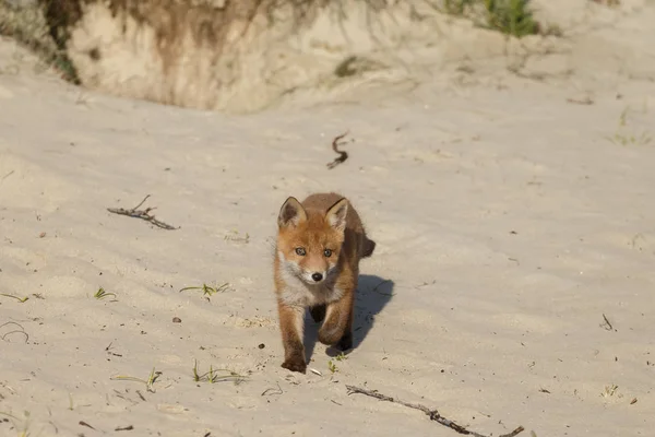 Red fox cub berjalan di alam — Stok Foto