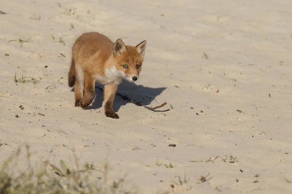 Red fox cub lopen op aard — Stockfoto
