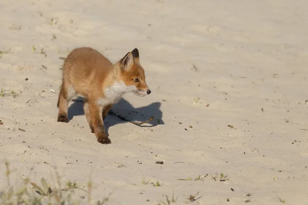 Red fox mládě, procházky v přírodě — Stock fotografie