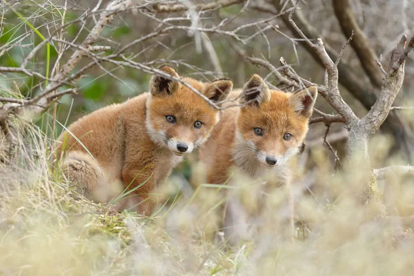 Dos cachorros de zorro rojo posando — Foto de Stock