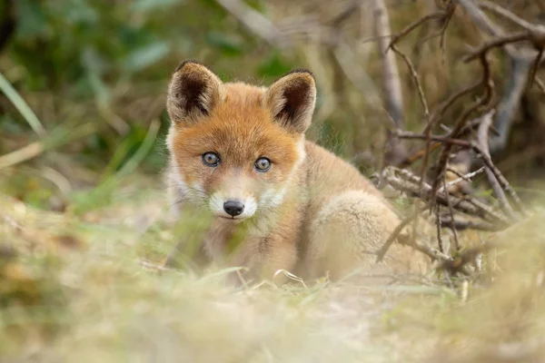 Pequeño lindo cachorro de zorro rojo —  Fotos de Stock