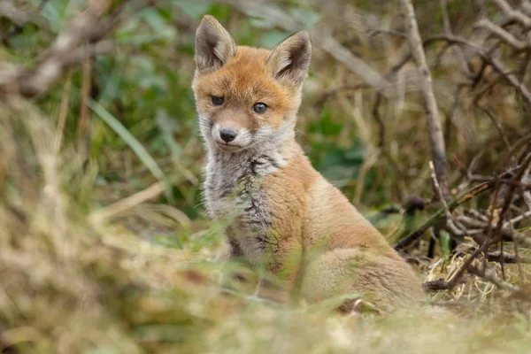 Kleine schattige Vos cub — Stockfoto