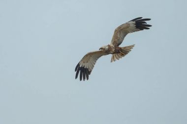 Marsh harrier uçuş