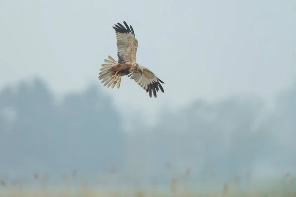 Marsh Harrier em voo — Fotografia de Stock