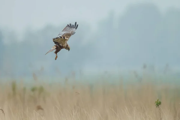 Bruine Kiekendief tijdens de vlucht — Stockfoto