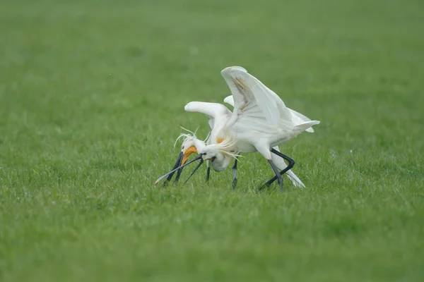 Dois pássaros spoonbill lutando — Fotografia de Stock