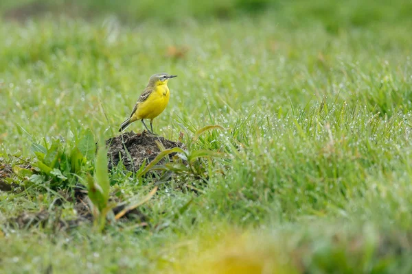 Queue d'aigle jaune occidentale — Photo