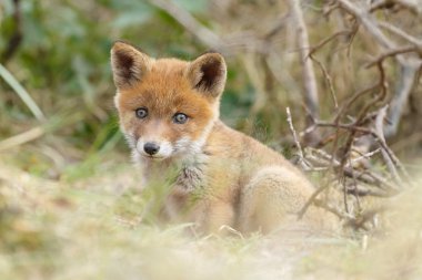 Küçük şirin Kırmızı tilki yavrusu
