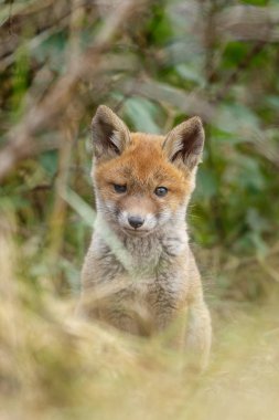 Küçük şirin Kırmızı tilki yavrusu
