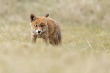 Küçük şirin Kırmızı tilki yavrusu