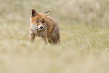 Küçük şirin Kırmızı tilki yavrusu