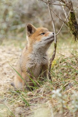 Küçük şirin Kırmızı tilki yavrusu