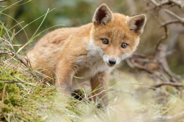 Küçük şirin Kırmızı tilki yavrusu
