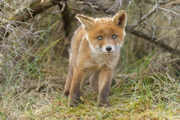 Μικρό χαριτωμένο Κόκκινη αλεπού cub — Φωτογραφία Αρχείου