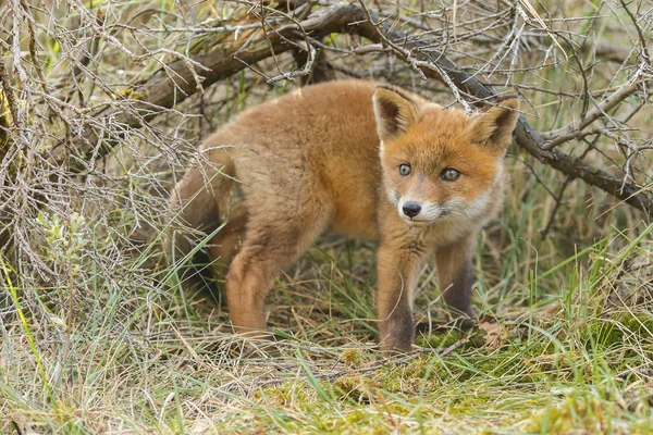 Μικρό χαριτωμένο Κόκκινη αλεπού cub — Φωτογραφία Αρχείου