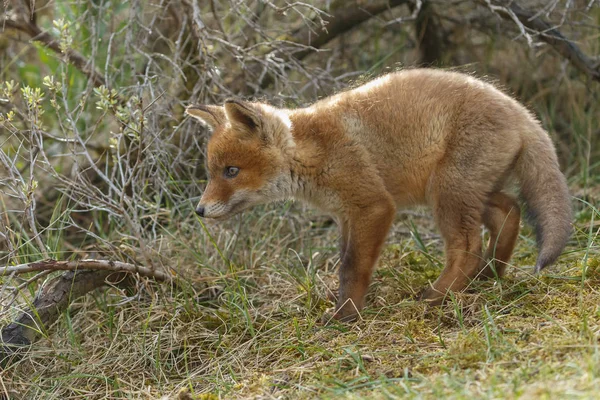 Pouco bonito filhote de raposa vermelha — Fotografia de Stock