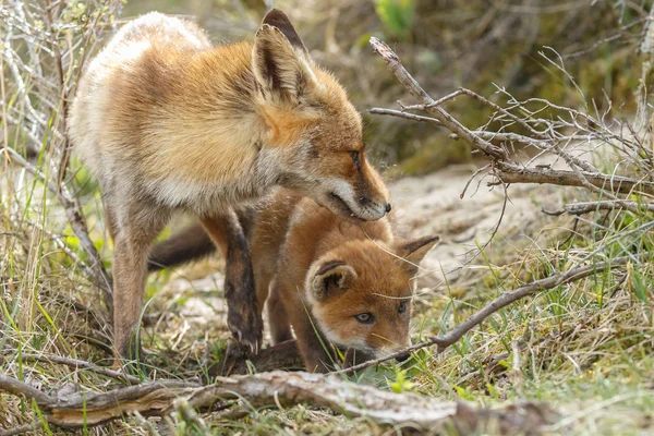 Raposa vermelha filhote perto de sua mãe — Fotografia de Stock