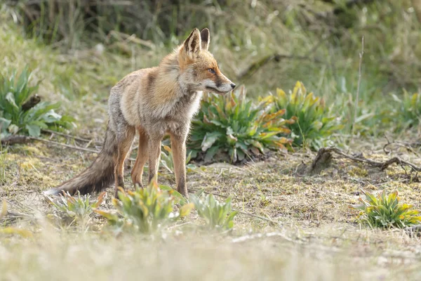 Rödräv i naturen — Stockfoto