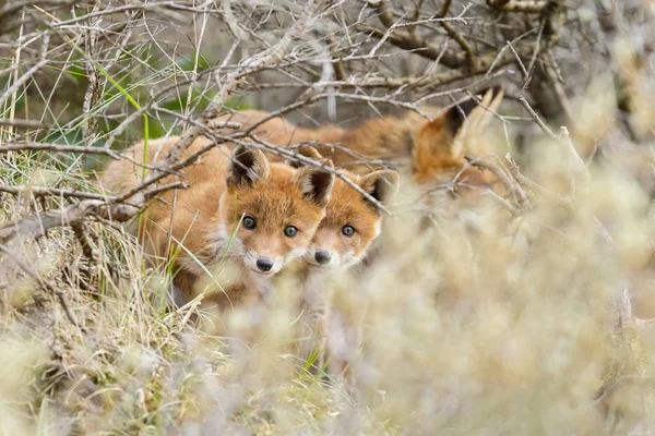 Red fox cubs posing — Stock Photo, Image