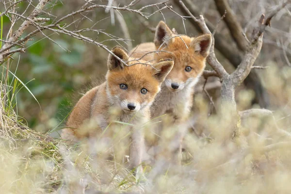 Kızıl Tilki yavrularını poz — Stok fotoğraf