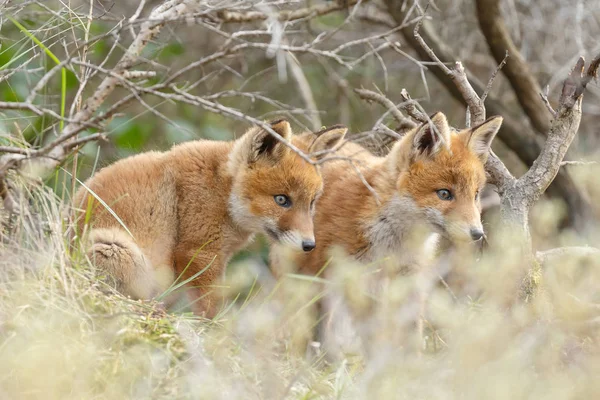 Red fox cubs posing — Stock Photo, Image