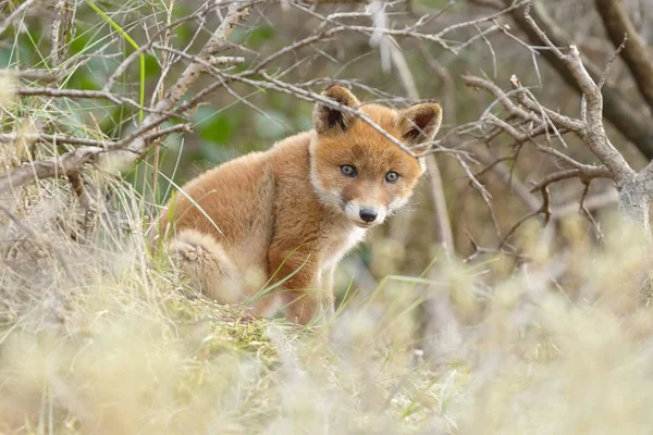 Kis aranyos vörös róka cub — Stock Fotó