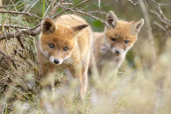 Κόκκινη αλεπού cubs που παρουσιάζουν — Φωτογραφία Αρχείου