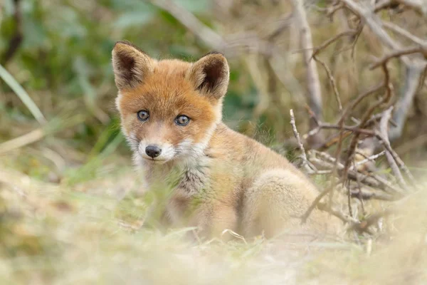 Pequeño lindo cachorro de zorro rojo — Foto de Stock