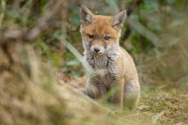 Little cute red fox cub — Stock Photo, Image