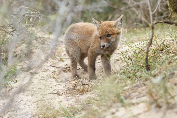 Liten söt red fox cub — Stockfoto