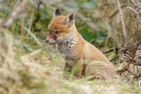 Pequeño lindo cachorro de zorro rojo — Foto de Stock