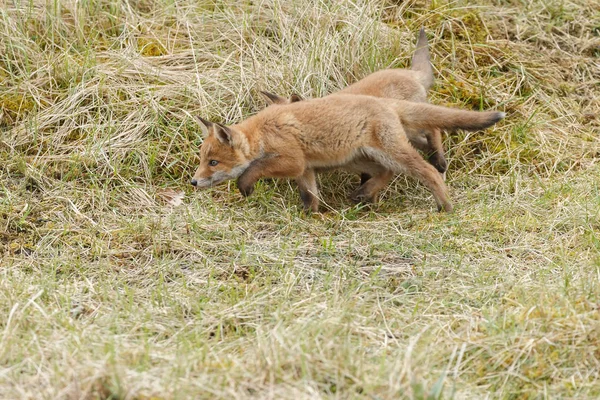 Twee red fox welpen poseren — Stockfoto