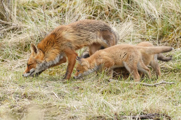 Rotfuchsjunge posiert — Stockfoto