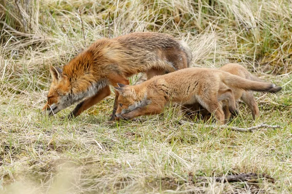 Raposa vermelha filhotes posando — Fotografia de Stock